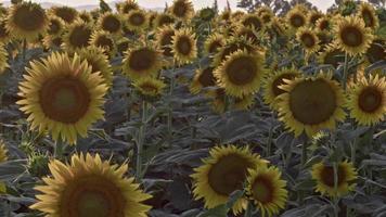 Sunflowers Plant in Green Nature video