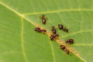 Brown Ants Eating Aphids, Larvae on a Green Leaf. photo