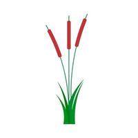 Reed natural wild summer flat vector. Bulrush grass isolated illustration plant river vector