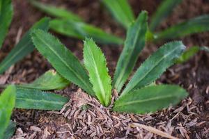 Planting young culantro on soil - plantation vegetable culantro leaves plants agriculture , Sawtooth coriander photo