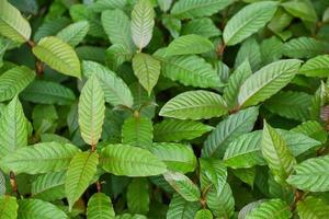 El árbol de kratom crece en hojas de kratom de árbol de plantas oscuras - plantas medicinales mitragyna speciosa korth, fondo de hoja verde natural foto