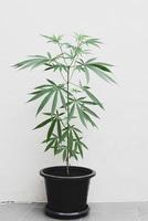 Cannabis plant tree planting in pot, Cannabis leaf in the garden farm , Hemp leaves marijuana seed tree grows for THC CBD herbs food and medical photo