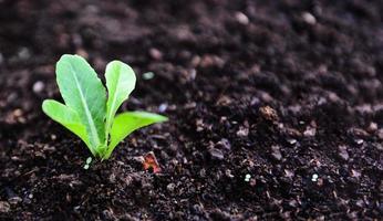 Plantar verduras hojas de lechuga en el suelo en el jardín - planta joven verde creciente concepto de agricultura de plantación de jardinería foto