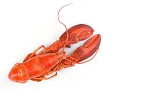 Lobster isolated - Steamed lobster seafood shrimp prawn on white background photo