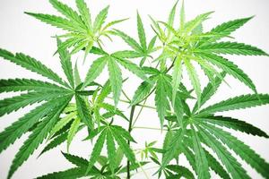 hojas de cáñamo árbol de semillas de marihuana crece para las hierbas cbd comida y medicina, plantación de árboles de cannabis en maceta, hoja de cannabis en la granja del jardín foto