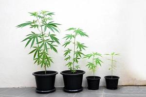 plantación de árboles de cannabis en maceta, hoja de cannabis en la granja del jardín, hojas de cáñamo árbol de semillas de marihuana crece para las hierbas cbd comida y medicina foto