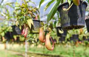 Nepenthes in pot hanging at green house  background - Nursery nepenthes growing for decorate in the garden photo