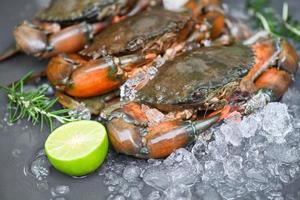 raw crab on white dark background , fresh mud crab with ice for cooking food in the seafood restaurant photo
