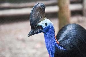The southern cassowary is a large bird - Close up cassowaries bird photo