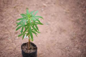 Marijuana growing in pot for planting marijuana with green leaf on ground soil - Small cannabis plant or Hemp plant cultivation for medical photo