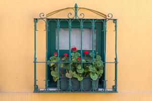 Window with Flowers photo