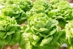 Plantas de ensalada de granja hidropónica de lechuga mantecosa en agua sin agricultura de suelo en el sistema hidropónico de vegetales orgánicos de invernadero - ensalada de lechuga verde que crece en el jardín foto