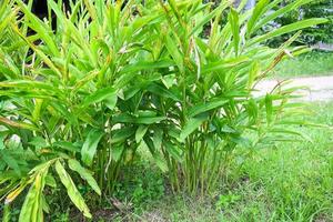 galangal tree plantation with green leaves on the summer in the vegetable garden for food or herb, galangal plant on nature galangal leaves photo