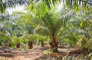 Plantación de palmeras en la agricultura asiática - aceite de palma de árbol creciendo frutas tropicales en el jardín de verano foto