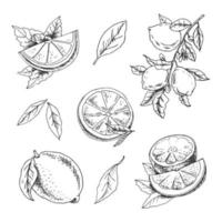 conjunto de limón dibujado a mano vectorial. limón entero, trozos en rodajas, mitad, bosquejo de hojas y ramas. ilustración de estilo grabado de frutas tropicales. dibujo detallado de tinta cítrica. vector