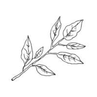 Hand drawn vector sketch of lemon tree branch with  leaves.  Great for poster, menu or label.