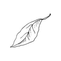 Hand drawn vector sketch of lemon leaf.  Great for poster, menu or label.