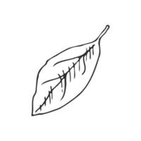 Hand drawn vector sketch of lemon leaf.  Great for poster, menu or label.