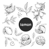 Vector hand drawn lemon set. Whole lemon, sliced pieces, half, leaf, branch, seed and lettering sketch. Tropical  fruit engraved style illustration. Detailed citrus ink drawing.