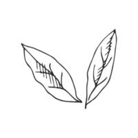 Hand drawn vector sketch of lemon leaves.  Great for poster, menu or label.