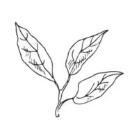 Hand drawn vector sketch of lemon leaves.  Great for poster, menu or label.