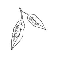 Hand drawn vector sketch of lemon leaves.  Great for poster, menu or label.