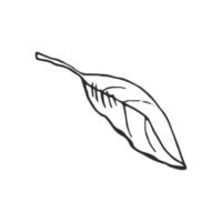 Hand drawn vector sketch of lemon leaf.  Great for poster, menu or label.