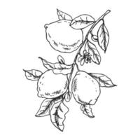 Hand drawn vector lemon sketch. Branch with lemon fruits, leaves and flowers.