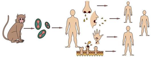 esquema de infección y formas de transmisión a humanos del virus de la viruela del mono virus del mono hombre vector