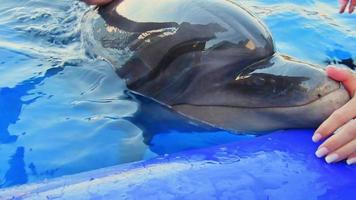 turista coccolare carino delfino di nome monica nel delfinario. batumi Georgia delfinario nuotare con delfino Esperienza video