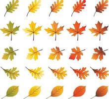 Ilustraciones de hojas de otoño vector
