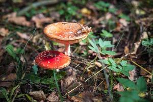 Amanita muscari. Toxic and hallucinogen beautiful red-headed mushroom Fly Agaric in grass on autumn forest background. source of the psycho-active drug Muscarine photo