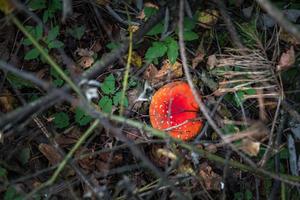 Amanita muscari. Toxic and hallucinogen beautiful red-headed mushroom Fly Agaric in grass on autumn forest background. source of the psycho-active drug Muscarine photo