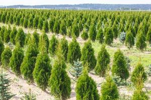 rows of young conifers in greenhouse with a lot of plants on plantation photo