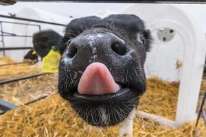 becerro divertido muestra lengua rosa. granja de ganado vacuno. becerro blanco negro está mirando a la cámara con interés. establo foto