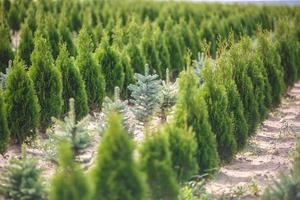 hileras de coníferas jóvenes en invernadero con muchas plantas en plantación foto