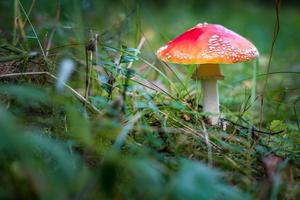Amanita muscari. Toxic and hallucinogen beautiful red-headed mushroom Fly Agaric in grass on autumn forest background. source of the psycho-active drug Muscarine photo