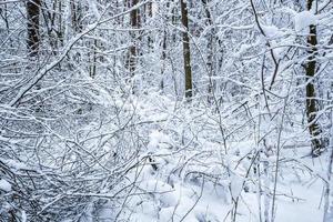 bosque de pinos de invierno cubierto de nieve. hermoso panorama de invierno en nevadas foto