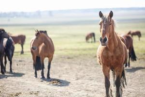 huge herd of horses in the field. Belarusian draft horse breed. symbol of freedom and independence photo