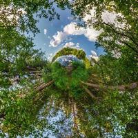 green tiny planet transformation of spherical panorama 360 degrees. Spherical abstract aerial view on forest. Curvature of space. photo