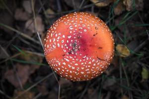 amanita muscari. tóxico y alucinógeno hermoso hongo de cabeza roja agárico de mosca en hierba sobre fondo de bosque de otoño. fuente de la droga psicoactiva muscarina foto