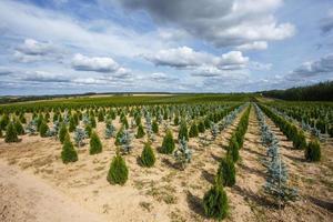 hileras de coníferas jóvenes en invernadero con muchas plantas en plantación foto