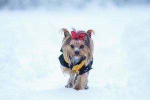 Lovely puppy of female Yorkshire Terrier small dog with red bow  on snow background photo