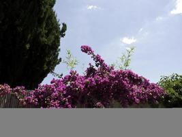 sanary sur mer in france photo