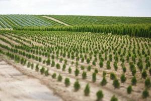 rows of young conifers in greenhouse with a lot of plants on plantation photo