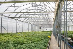 rows of young flowers in greenhouse with a lot of indoor plants on plantation photo