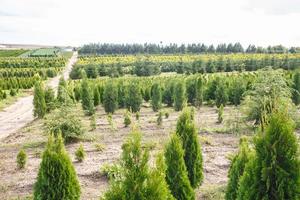 rows of young conifers in greenhouse with a lot of plants on plantation photo