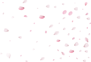 rosa Sakura-Blütenblätter png