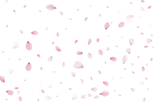 pétalos de sakura rosa png