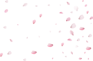 pétalos de sakura rosa png